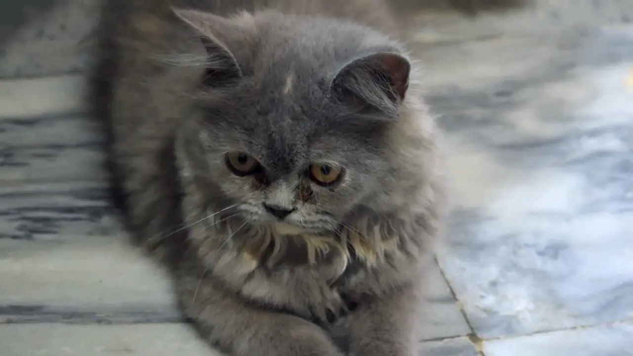 Un gato persa de color gris oscuro y pelaje denso.