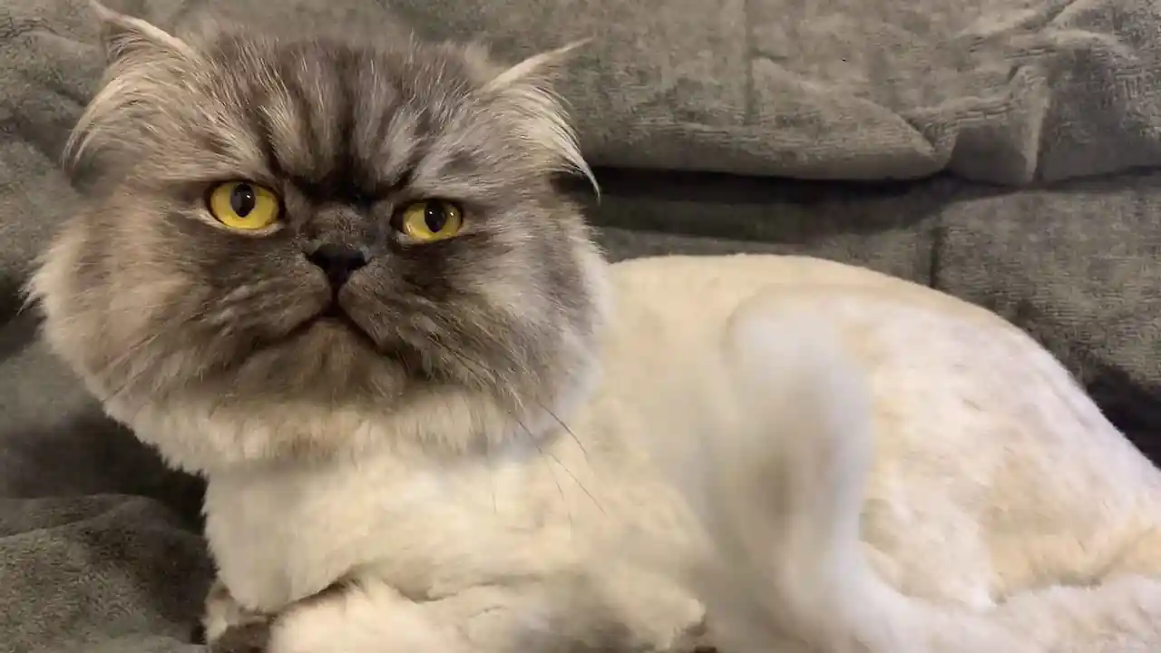 Un gato persa con pelaje denso, de color claro y una cara redonda, plana y negra.