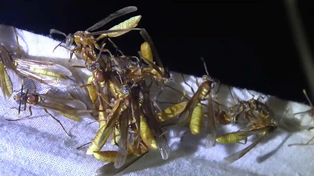 Algunos tipos de insectos se sienten atraídos por la luz durante la noche.