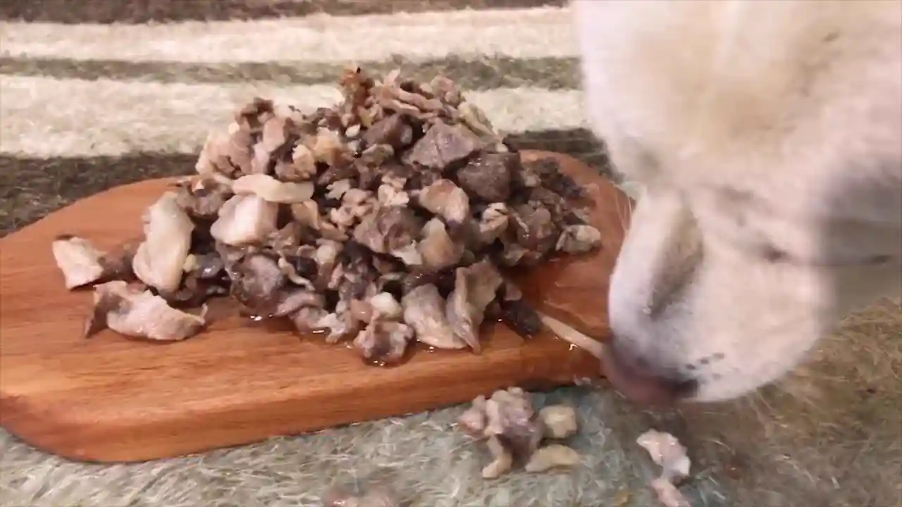 Alimentos caseros que deben evitar los perros con colitis eosinofílica