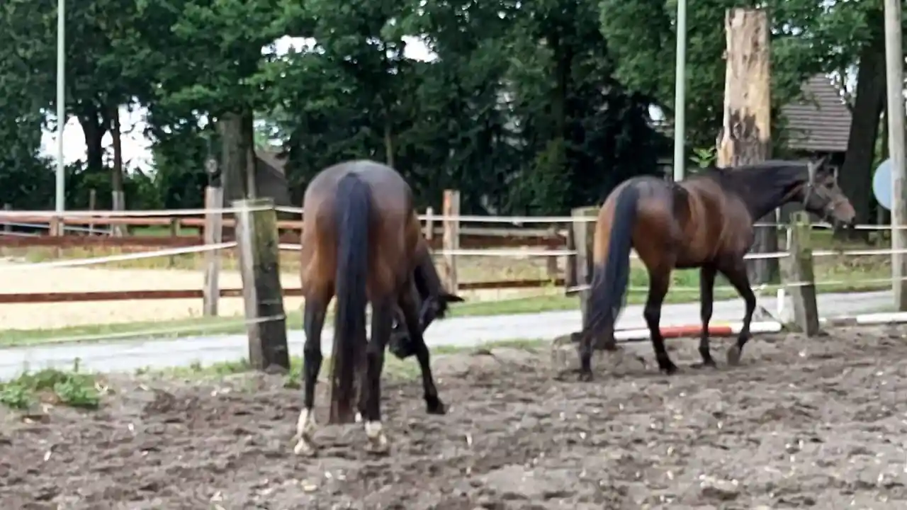 Caballos que sufren dolor crónico y atrofia muscular que altera su coordinación de la marcha Caballos que sufren dolor crónico y atrofia muscular que altera su coordinación de la marcha