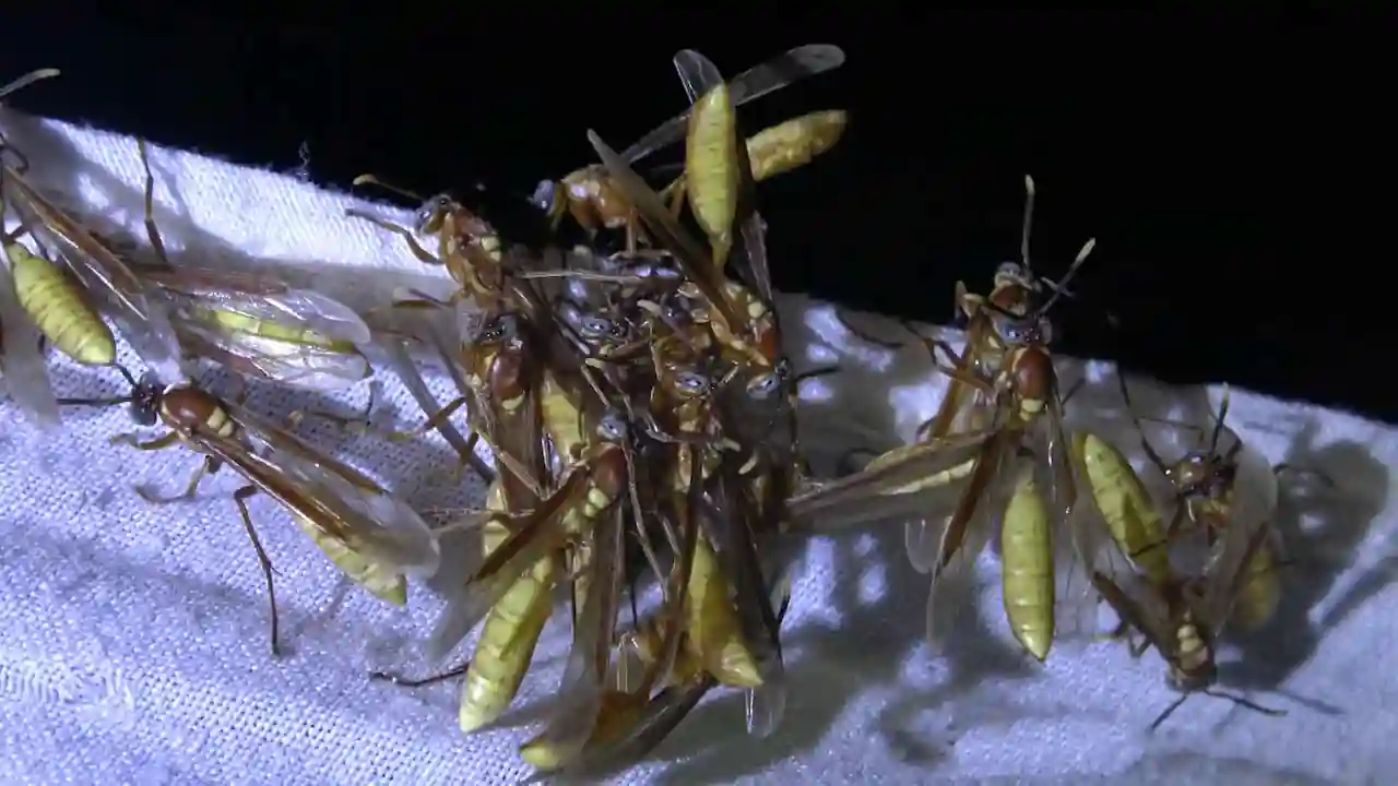 Cambios de comportamiento y movimientos irregulares en insectos atraídos por la luz durante la noche