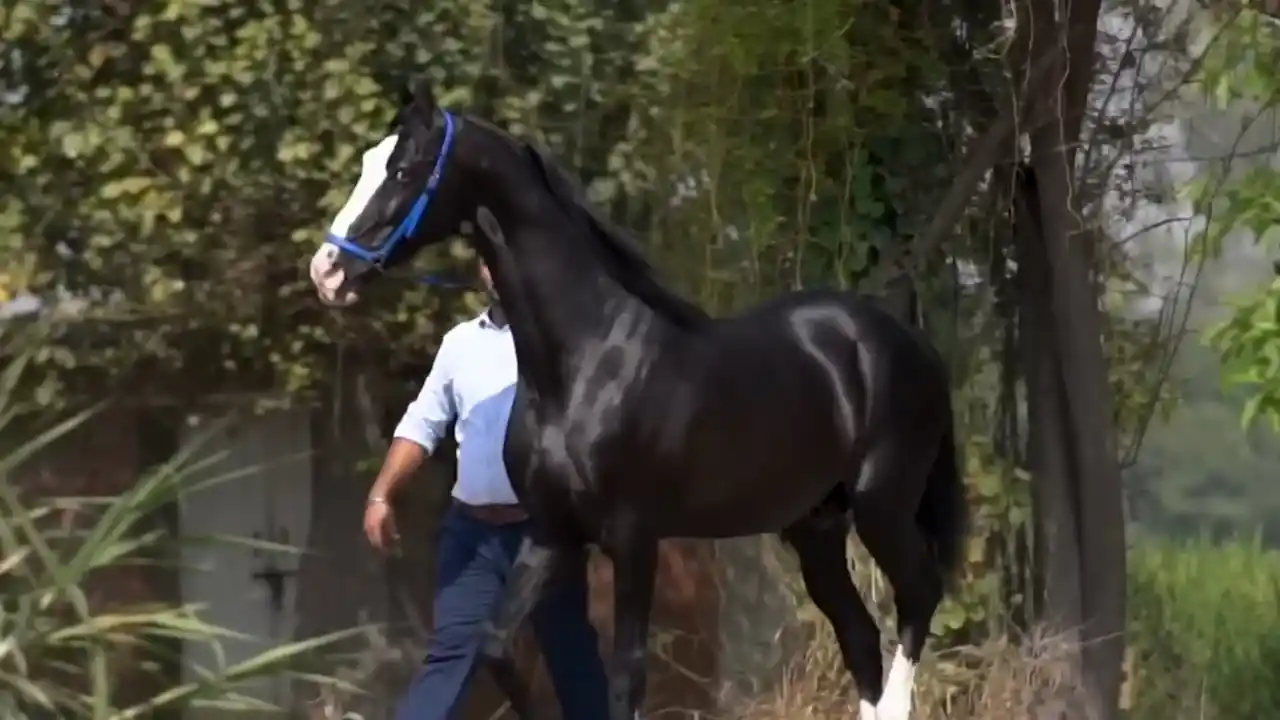 Control y examen manual del estado del caballo Control y examen manual del estado del caballo