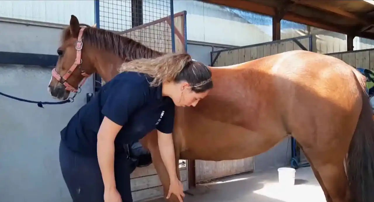 Cuidado de las patas de un caballo anciano Cuidado de las patas de un caballo anciano