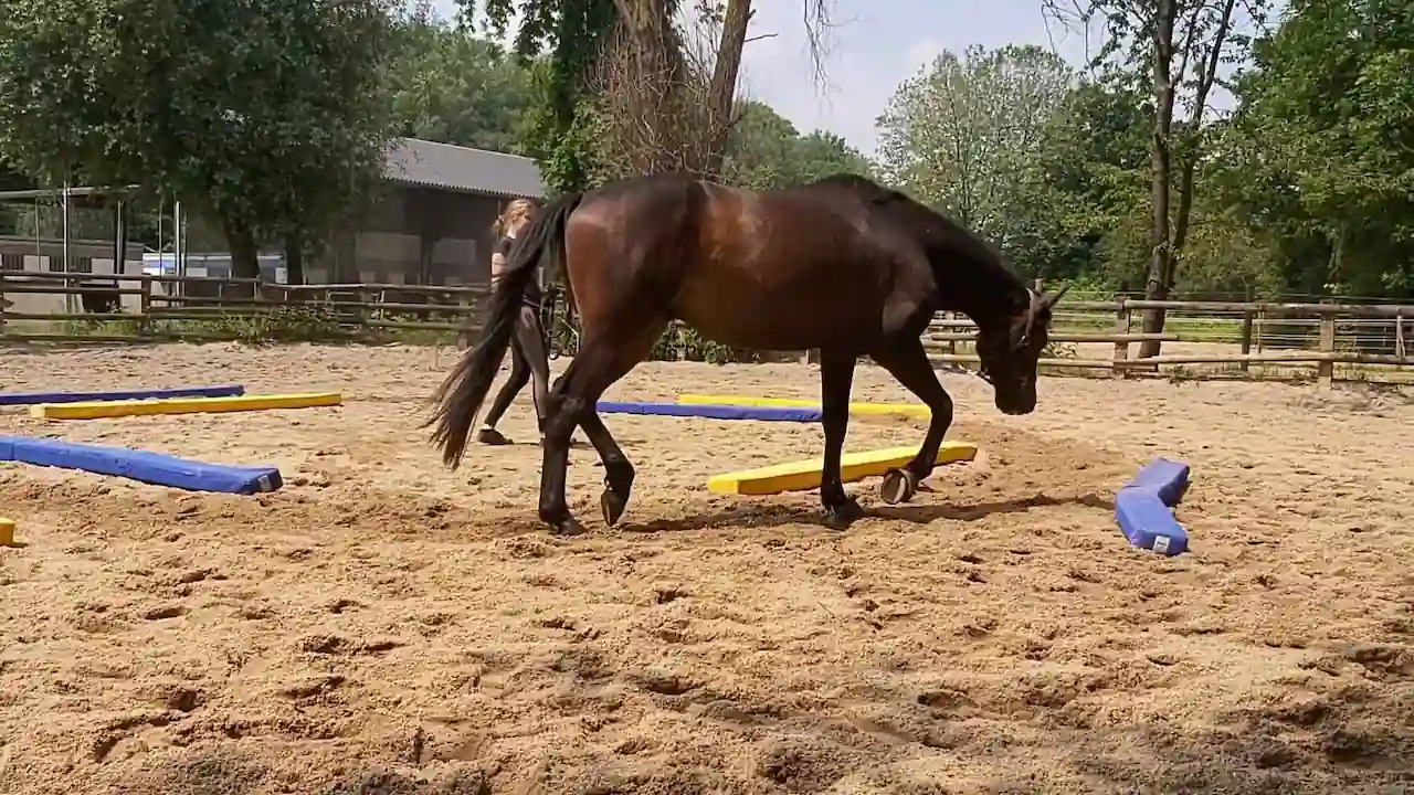 Ejercicios de rehabilitación para caballos que sufren los efectos de enfermedades articulares Ejercicios de rehabilitación para caballos que sufren los efectos de enfermedades articulares