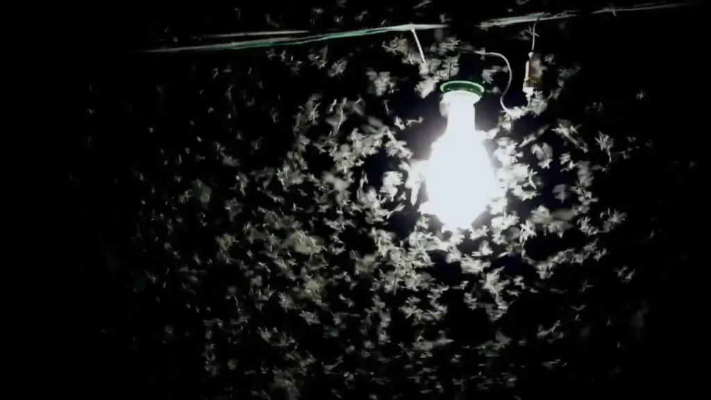 El efecto de la luz sobre la emisión y percepción de feromonas en las mariposas nocturnas