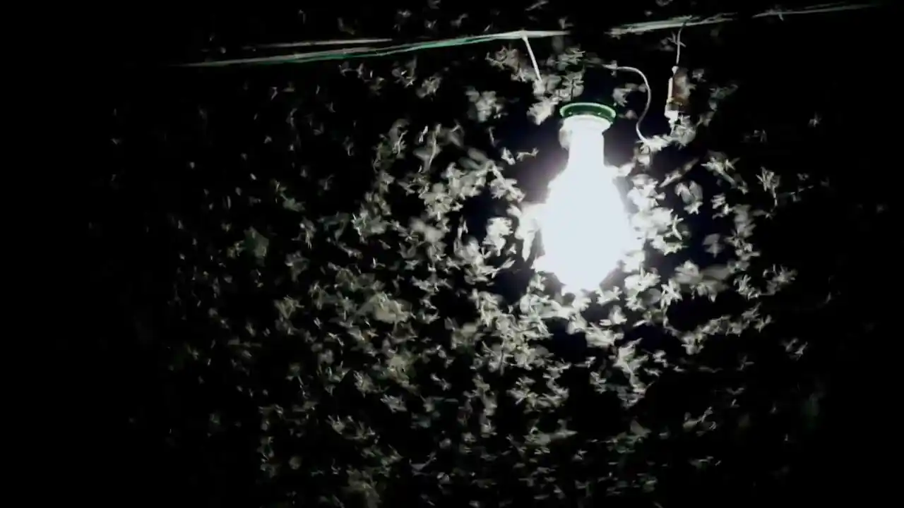 El efecto de la luz sobre la emisión y percepción de feromonas en las mariposas nocturnas