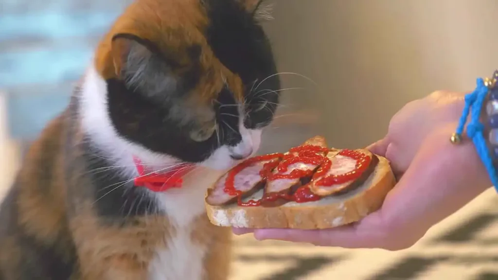 Estrategias nutricionales para la pérdida gradual de peso en gatos