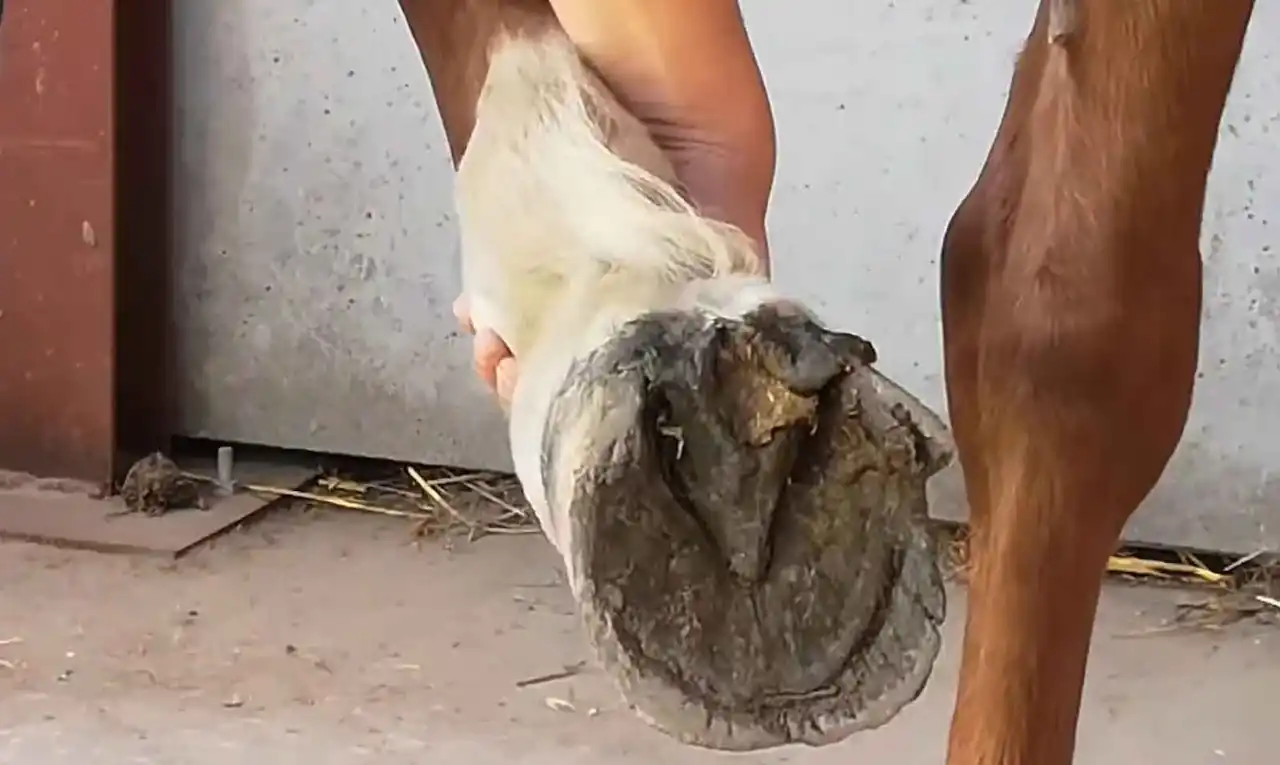 Examine las patas y los cascos del caballo después de que pierda la sensibilidad y su andar se vuelva desequilibrado Examine las patas y los cascos del caballo después de que pierda la sensibilidad y su andar se vuelva desequilibrado.