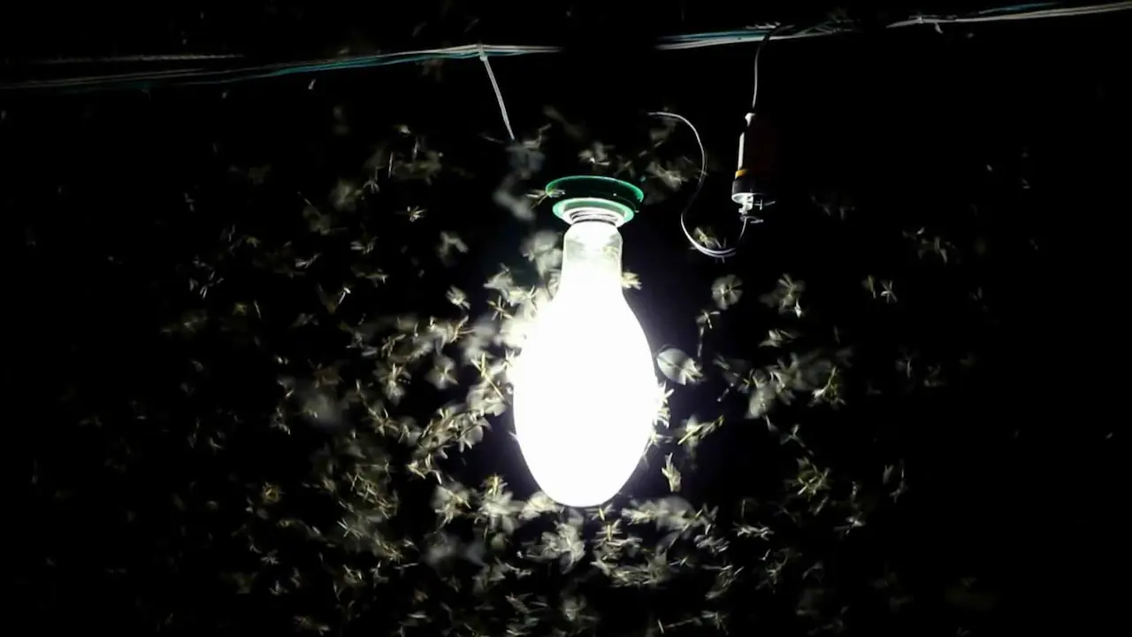 Mosquitos, moscas y otros pequeños insectos se congregaban alrededor de una bombilla en el entorno doméstico.