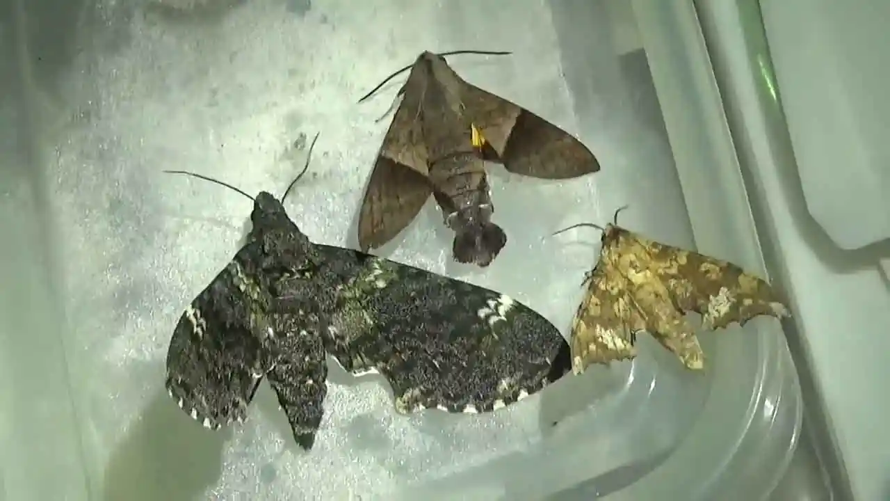 Tipos y formas de algunas mariposas nocturnas que se sienten atraídas por la luz en el hogar
