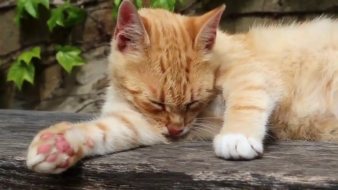 Un gato con insuficiencia renal