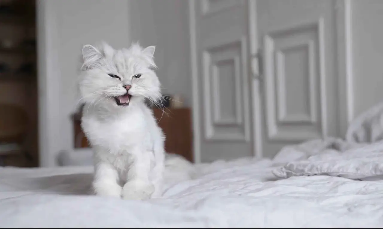 Un gato que experimenta los efectos fisiológicos del exceso de peso moderado en la función renal