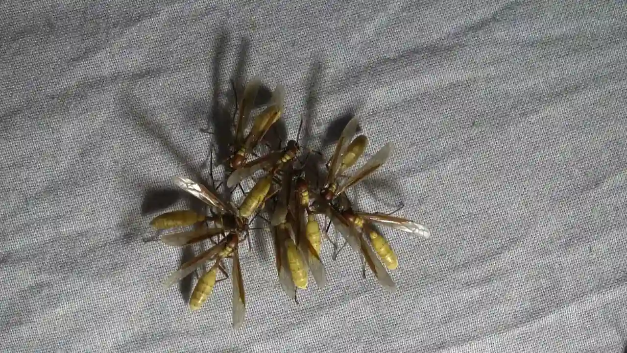 Un grupo de termitas aladas se reúne sobre una cortina iluminada por una lámpara doméstica por la noche.