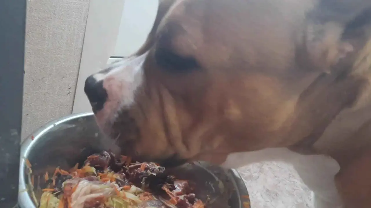 Un perro come un pienso especialmente modificado para la colitis.