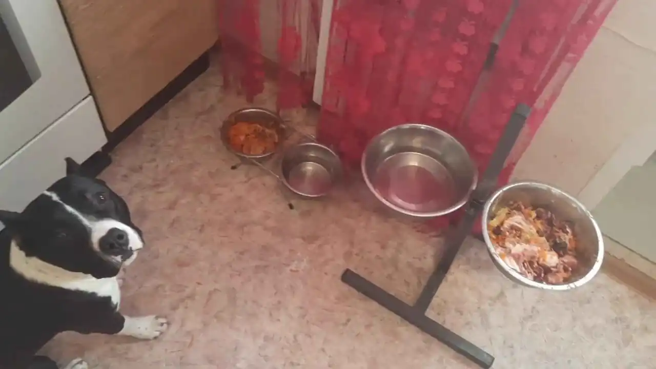 Un perro que sigue una dieta especial para el síndrome del intestino irritable