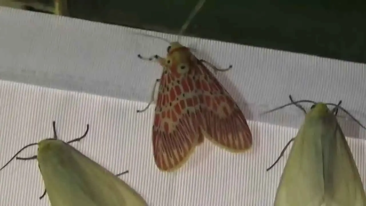 Una cortina que refleja la luz atrae a los insectos nocturnos.