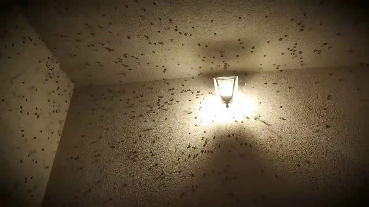 fenómeno de la fototaxia en insectos durante la noche