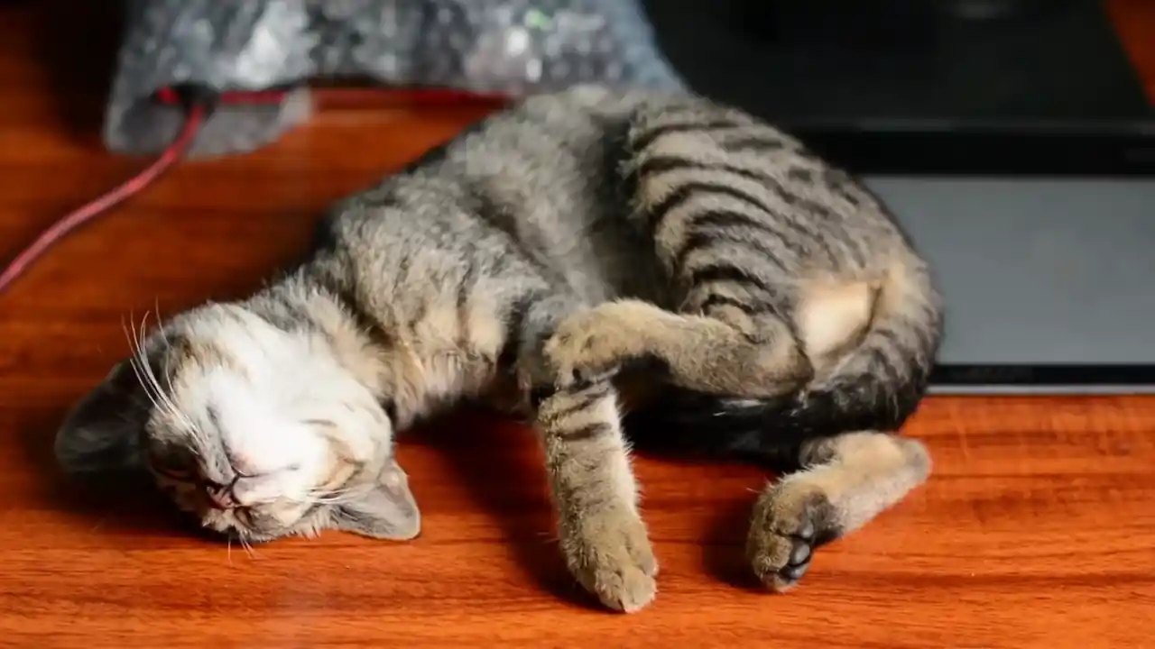 ¿Un gato adulto prematuro con daño renal debido al exceso de peso