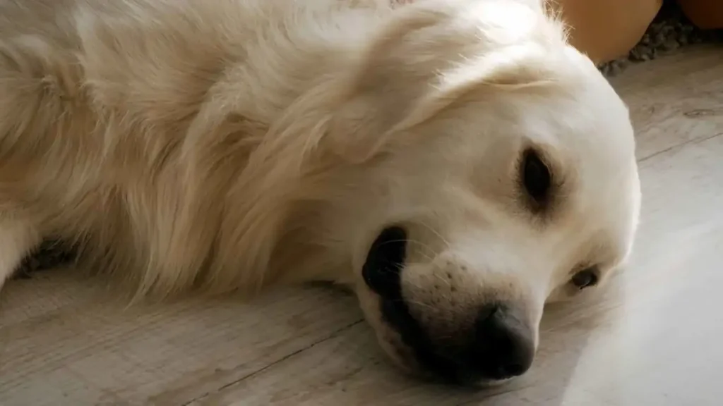 Un perro con colitis no puede comer alimentos.