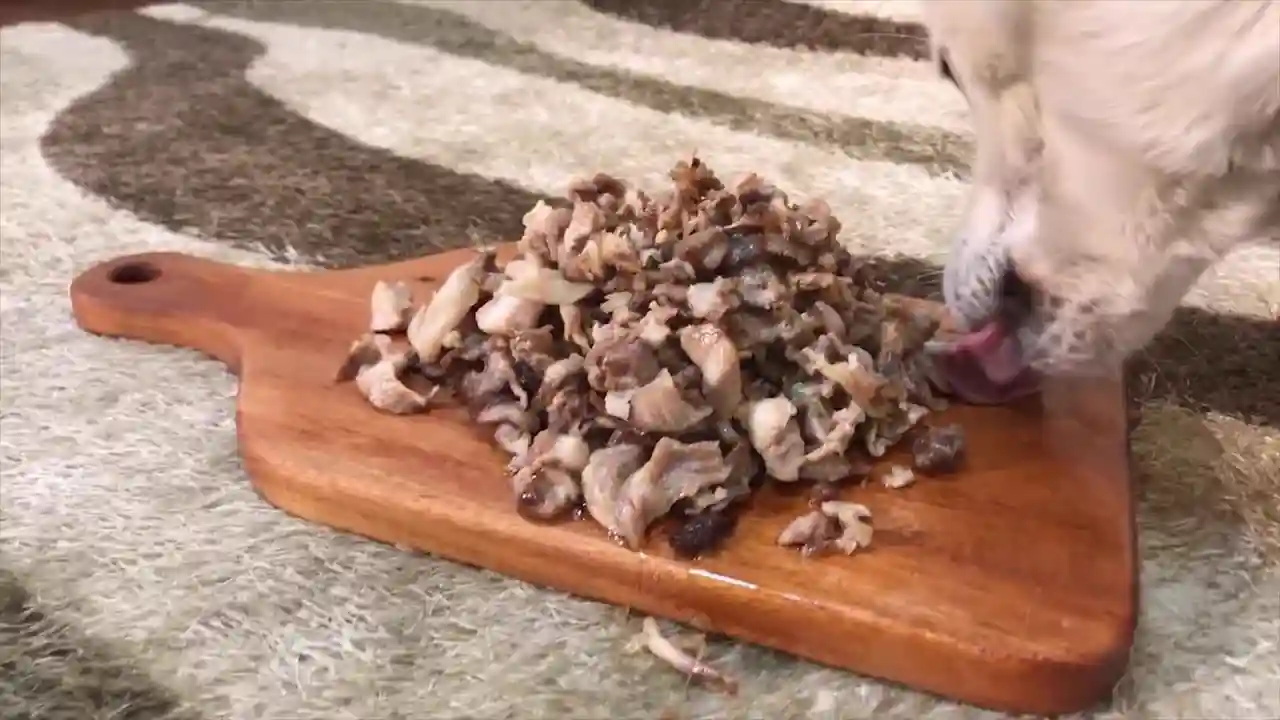 Alimentos grasos que un perro con colitis no puede comer