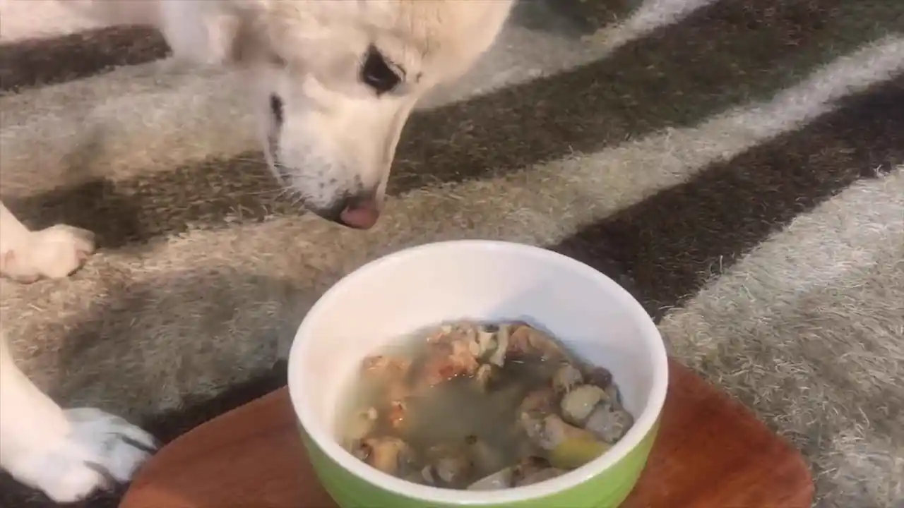 Alimentos que un perro con colitis no puede comer