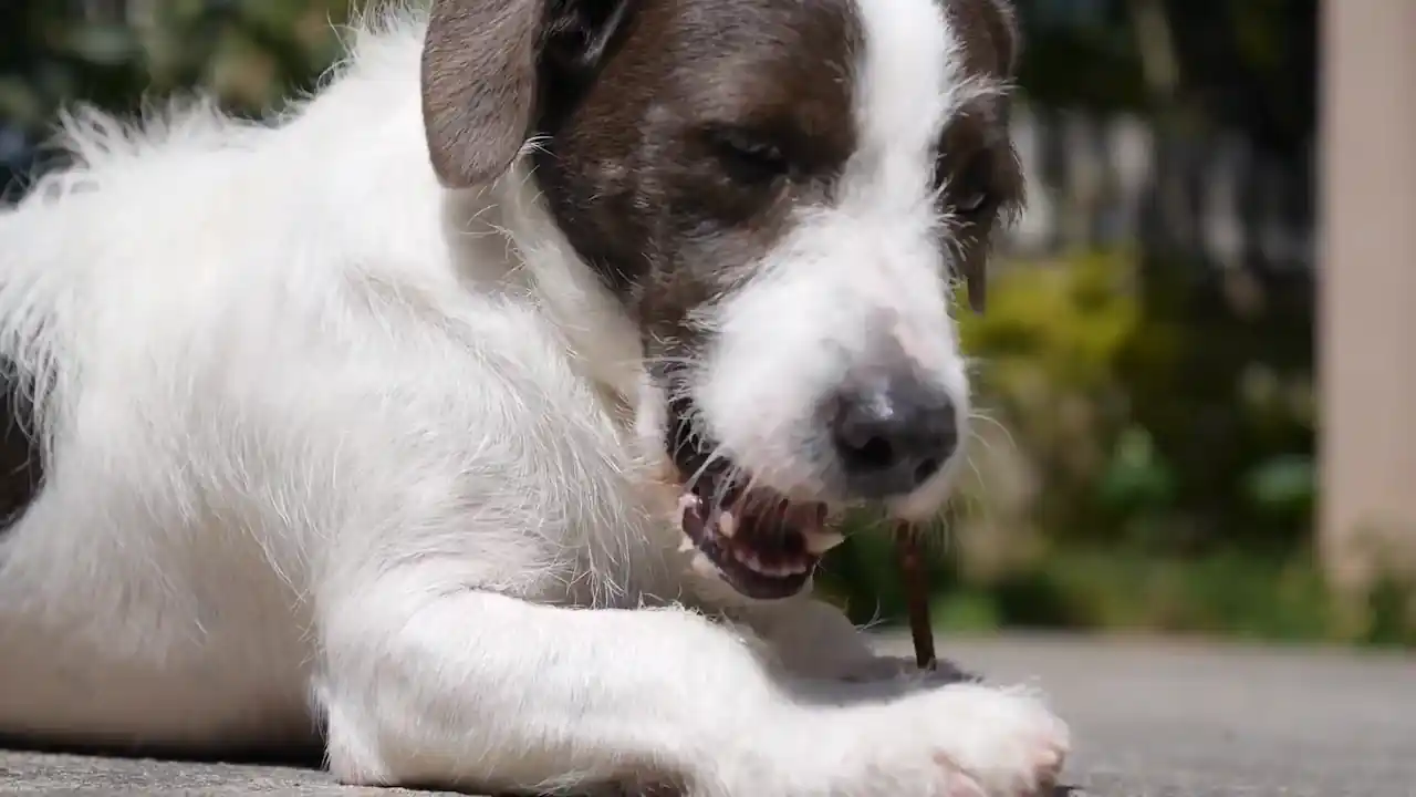 Alimentos que un perro con colitis no debe comer