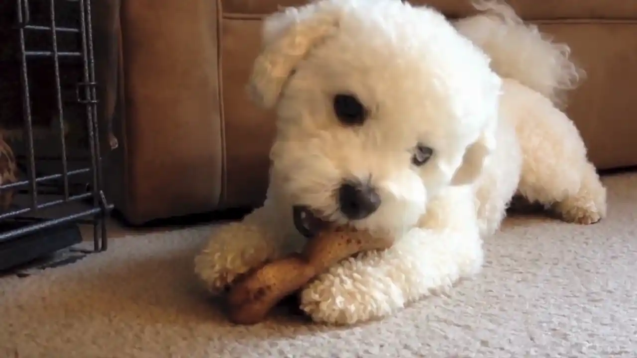 El caniche come una comida especial para la colitis.