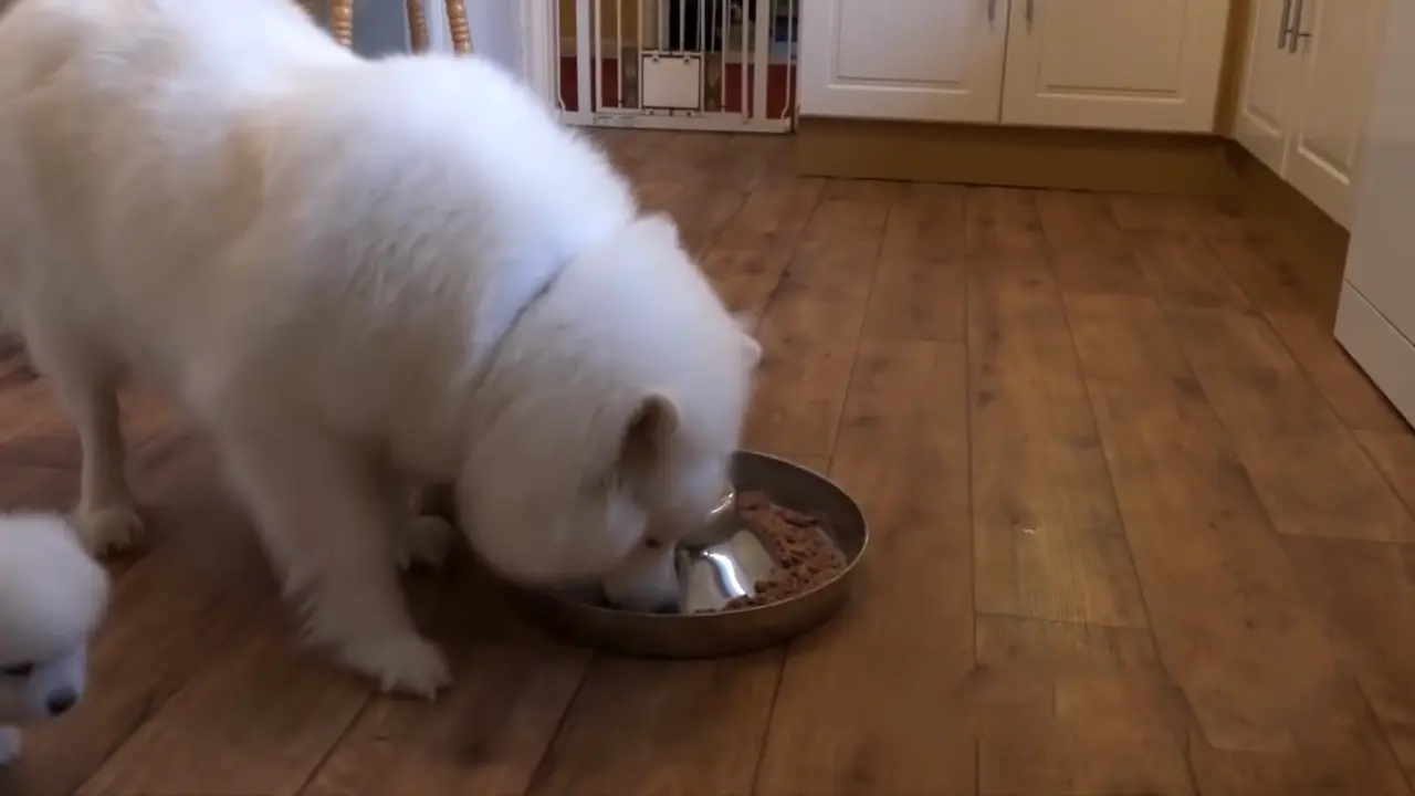 Un perro come una comida especialmente preparada para la colitis.
