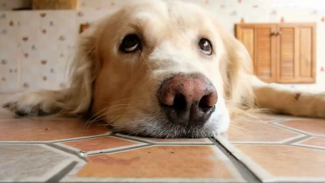 Un perro con expresión triste debido al dolor de colon.