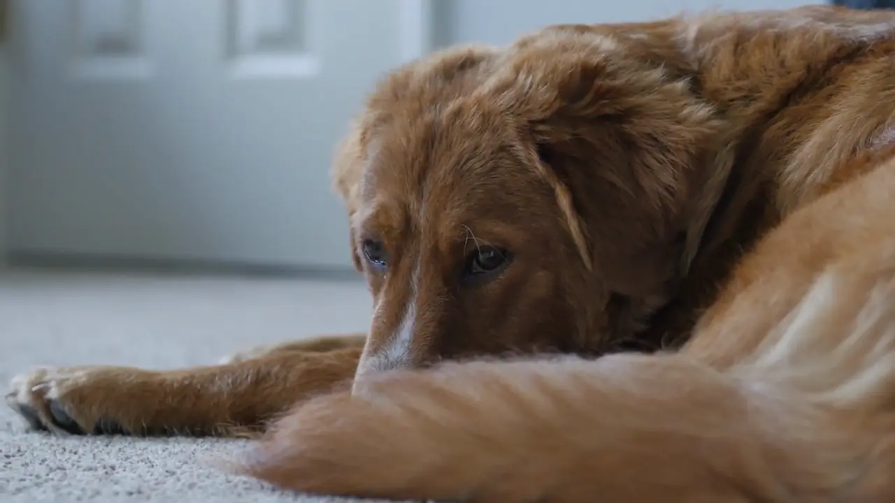 Un perro se arrodilla sobre su estómago debido a un fuerte dolor causado por la colitis.