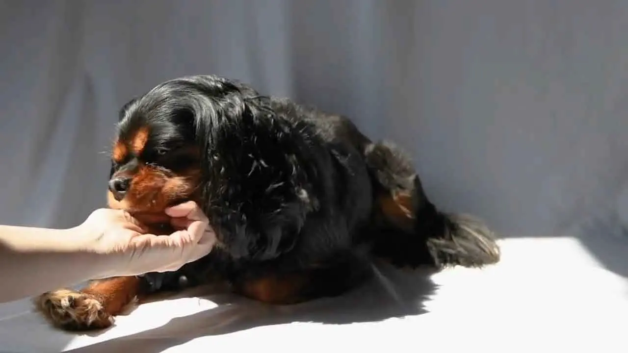 Examinar a un perro para determinar si tiene colitis