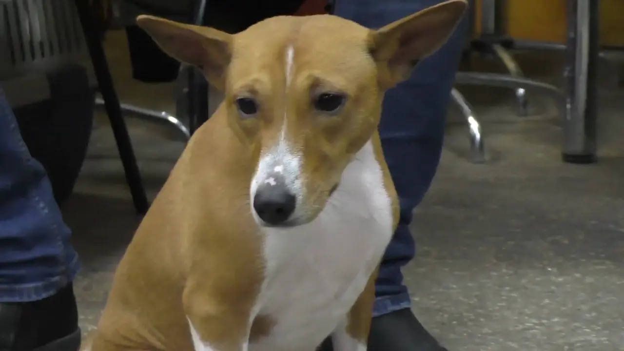 Un perro esperando recibir un premio de su dueño que no le cause dolor de colon.