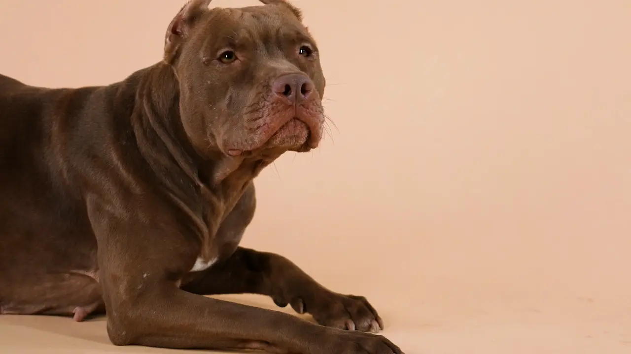 Un perro de edad avanzada que se encuentra inactivo debido a una colitis canina.