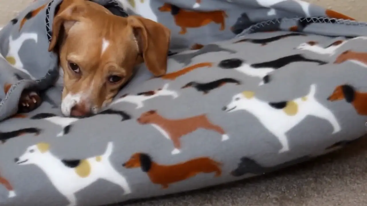 Un perro que sufre los efectos de la colitis.