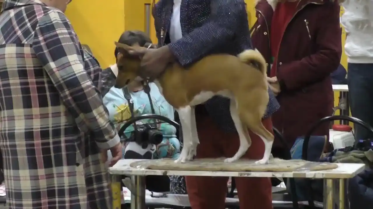 Se está examinando a un perro para comprobar si tiene signos de colitis.