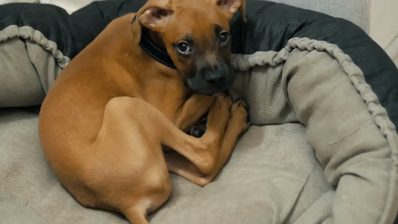 Un perro que muestra signos de advertencia de colitis.