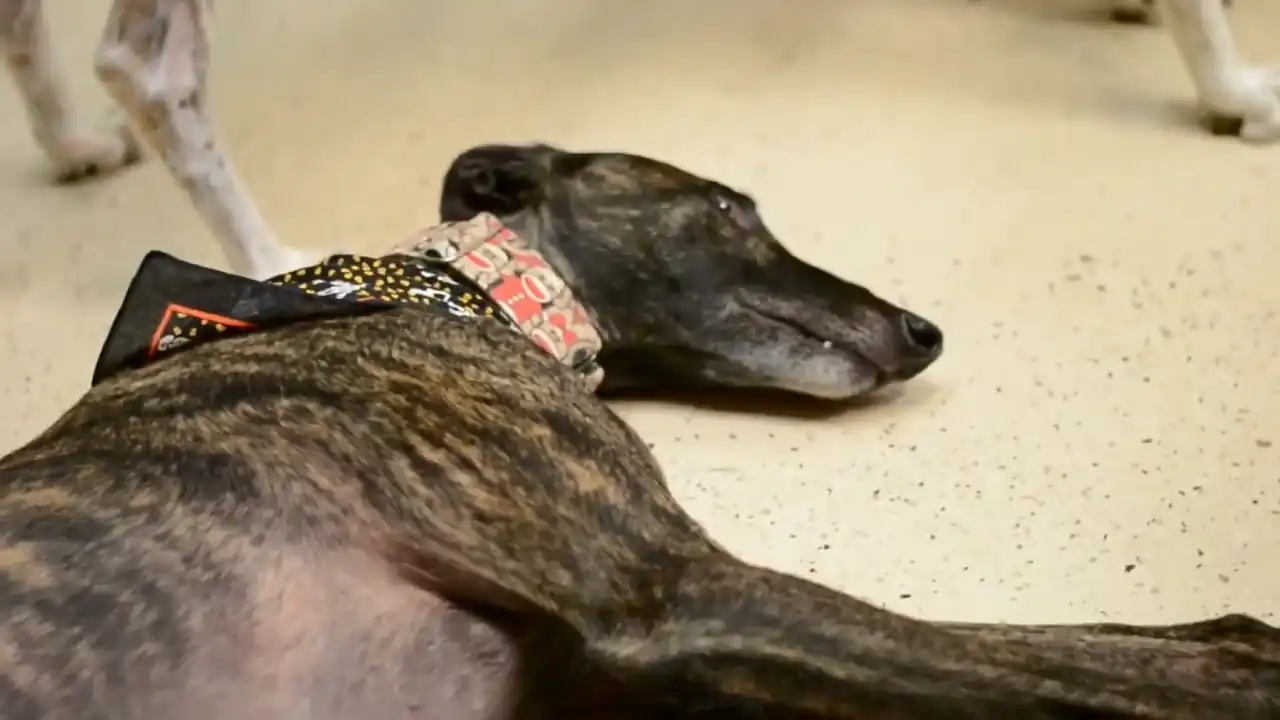 Un perro tendido en el suelo muestra signos de colitis canina.