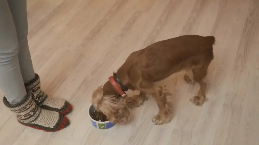 Alimentación con alimentos para tratar la colitis en perros