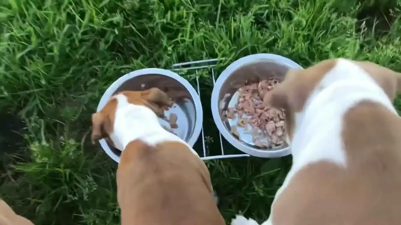 Perros consumen alimentos específicamente formulados para la colitis canina.