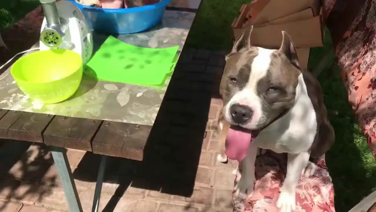 Preparación de alimentos adecuados para tratar la colitis en perros