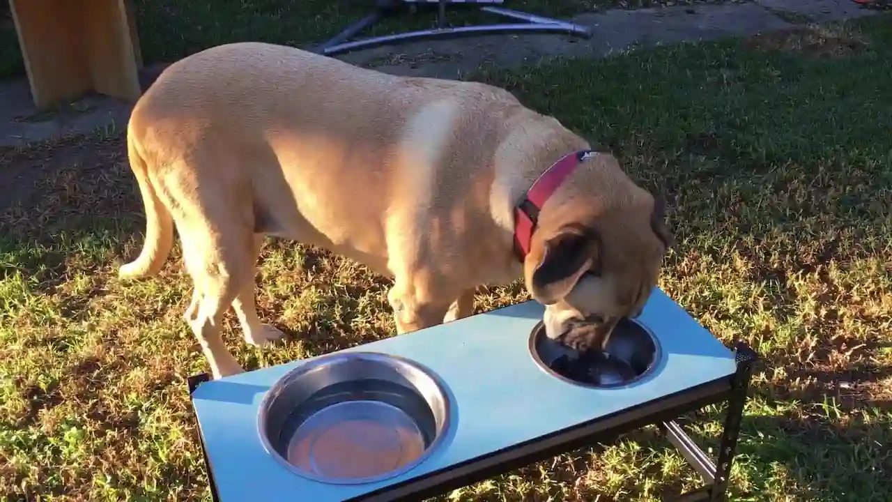 Tratamiento de la colitis en perros con alimentos adecuados