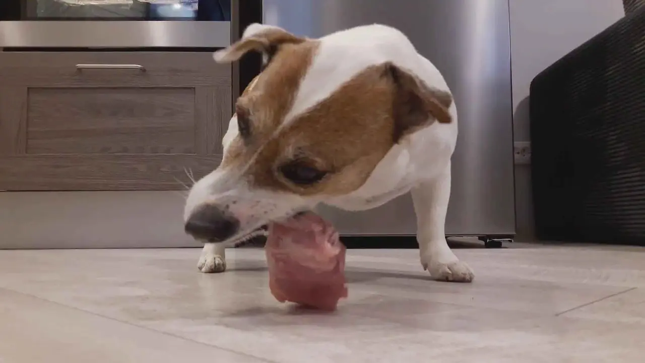 Un perro come un trozo de carne no apto para tratar la colitis
