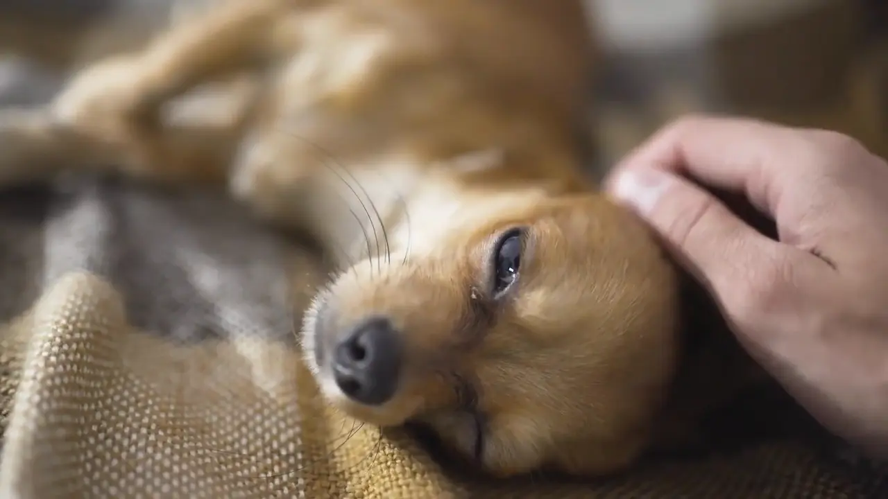 Un perro que sufre de cólicos y dolor debido a la colitis.