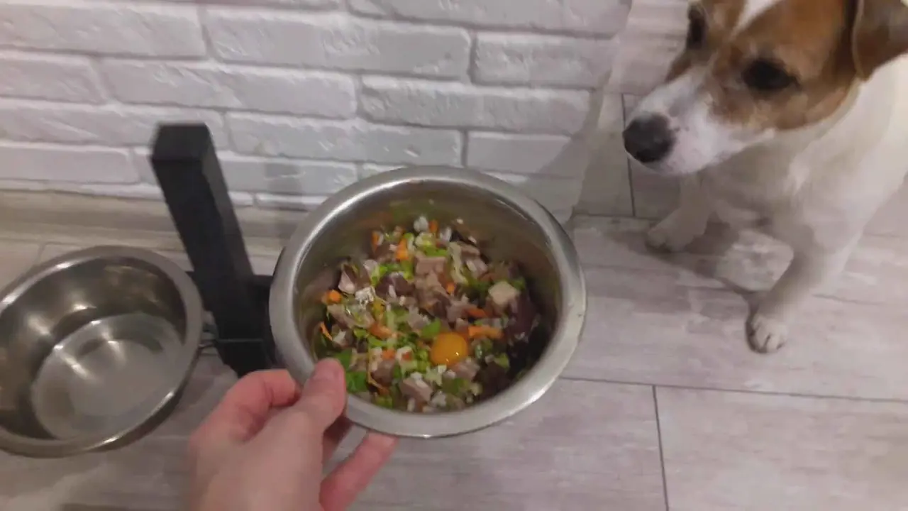 Un perro que ha perdido el apetito y no quiere comer debido a síntomas de colitis.