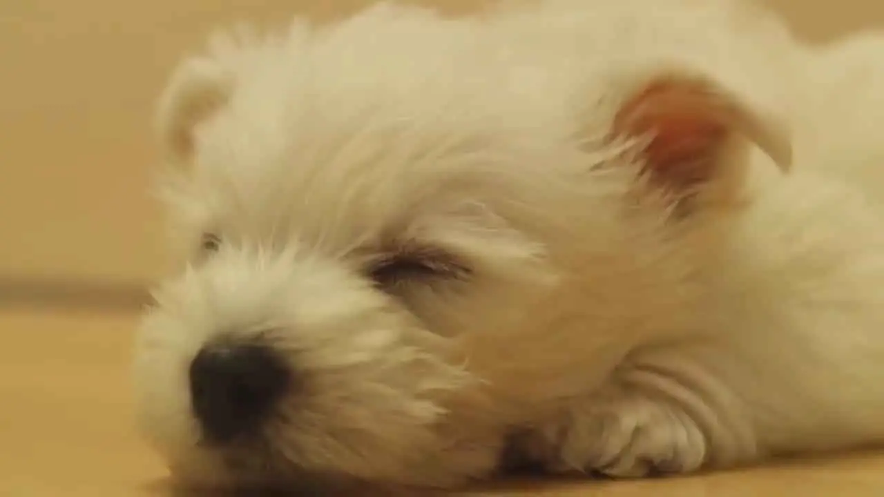 Debido a los signos de la enfermedad colónica, el perro sufre de letargo e inactividad.