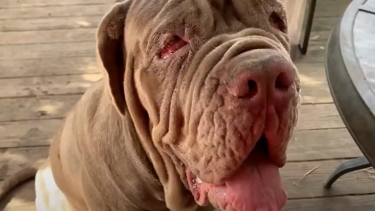 Un perro anciano que muestra signos de colitis.