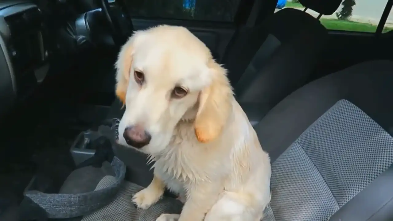 Un perro que sufre de letargo debido a una colitis.