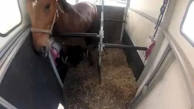 Permanecer de pie durante largos períodos en un vehículo de transporte de caballos
