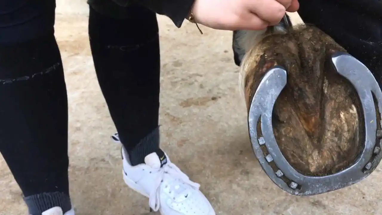 Revise la herradura antes de ingresar al vehículo de transporte.